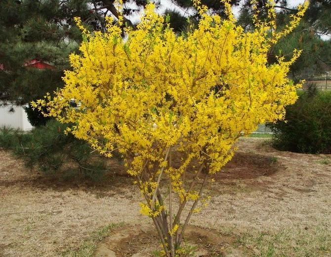 Forsythia suspensa seeds Trifoliate Forsythia seeds